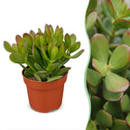 4× Crassula ovata (jadeplante) – Ø12 cm, 16 cm høj