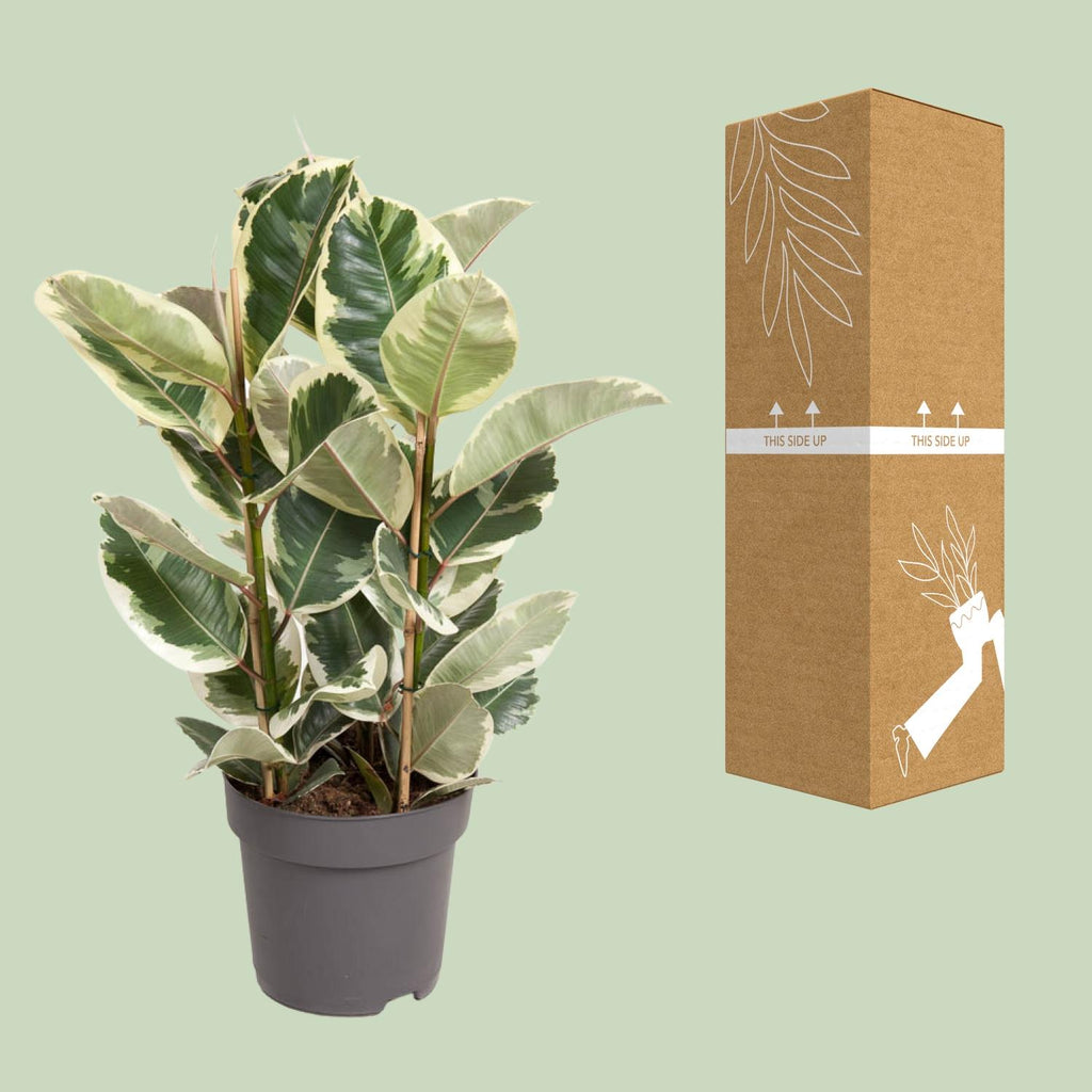 Ficus elastica Tineke (gummitræ) – Ø27 cm, 100 cm høj