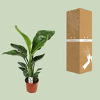 Strelitzia nicolai (weiße Paradiesvogelblume) – Ø17 cm, 70 cm hoch