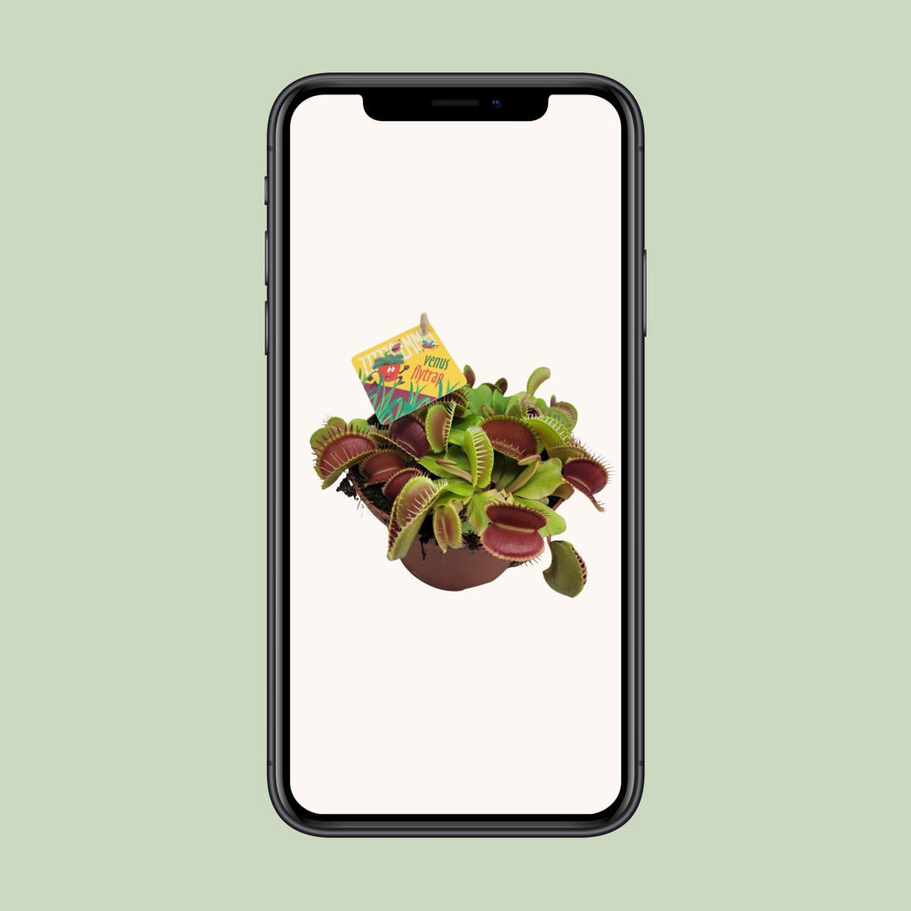 Dionaea Muscipula (Venusfluefænge) – Ø12 cm, 12 cm høj