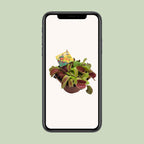 Dionaea Muscipula (Venusfluefænge) – Ø12 cm, 12 cm høj