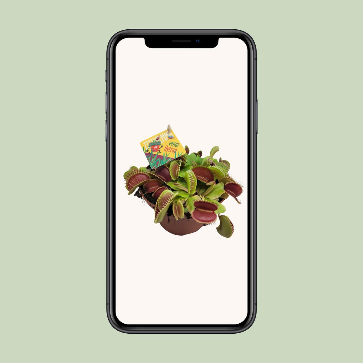 Dionaea Muscipula (Venusfluefænge) – Ø12 cm, 12 cm høj