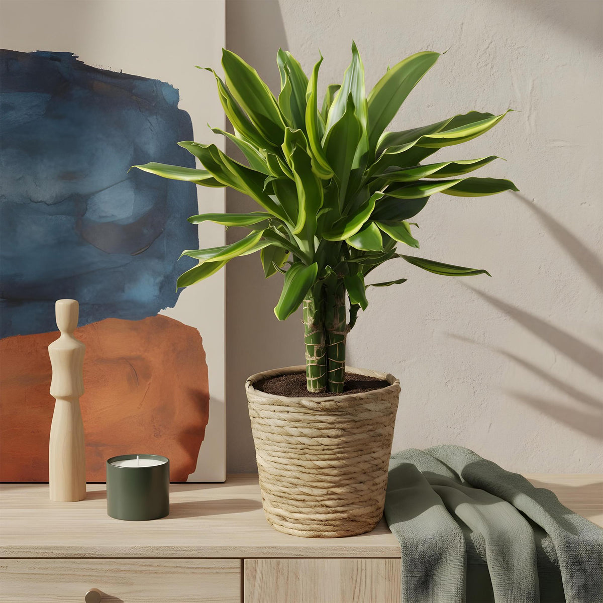Dracaena fragrans Golden Coast (Drachenbaum) mit Korb – Ø 17 cm, 50–55 cm hoch