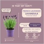 Lavandula stoechas 'Anouk' (lavender) – 24 plants, Ø12 cm, 25 cm high