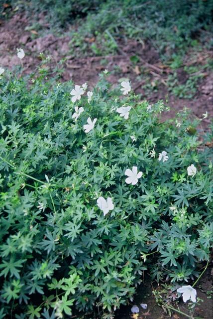 Geranium sanguineum 'Album' (cranesbill) – 24 plants, Ø9 cm, 10–25 cm high – photo 8