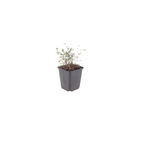 Thymus vulgaris (thym) – 48 plantes, Ø9 cm, 10–25 cm de haut