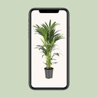 Howea forsteriana (kentia-palme) – Ø21 cm, 100 cm høj