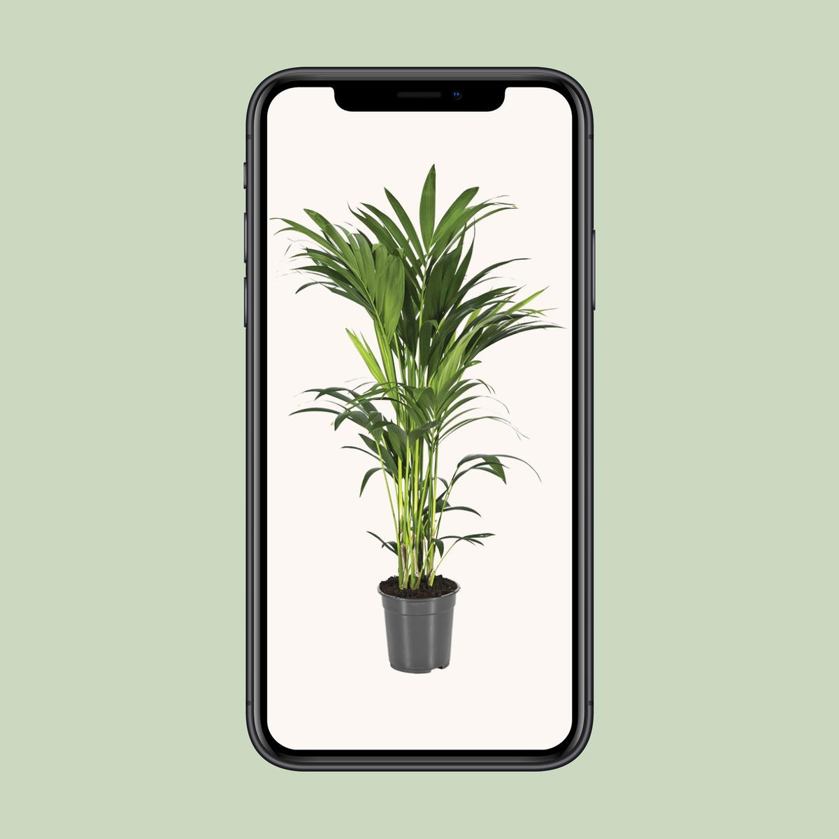 Howea forsteriana (Kentia-Palme) – Ø 21 cm, 100 cm hoch
