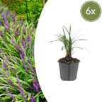 Liriope muscari 'Moneymaker' (lilyturf) – 6 plants, Ø9 cm, 10–25 cm high
