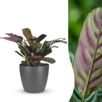 Ctenanthe burle-marxii (plante-épi) dans pot décoratif Potter gris – Ø12 cm, 30 cm de haut