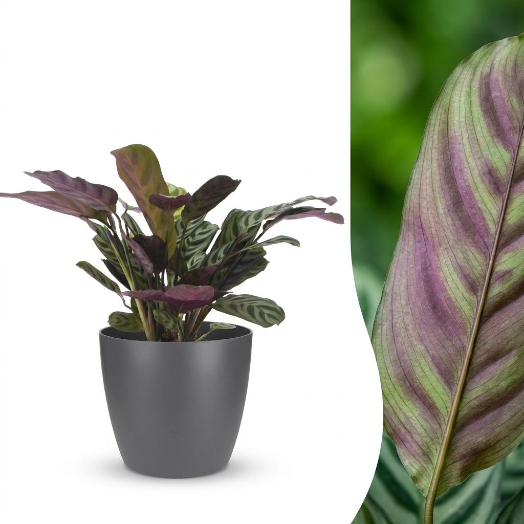 Ctenanthe burle-marxii (plante-épi) dans pot décoratif Potter gris – Ø12 cm, 30 cm de haut