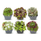 Sempervivum 'Big Sam' (okoumé) – 6 plantes, Ø7 cm, 10–12 cm de haut