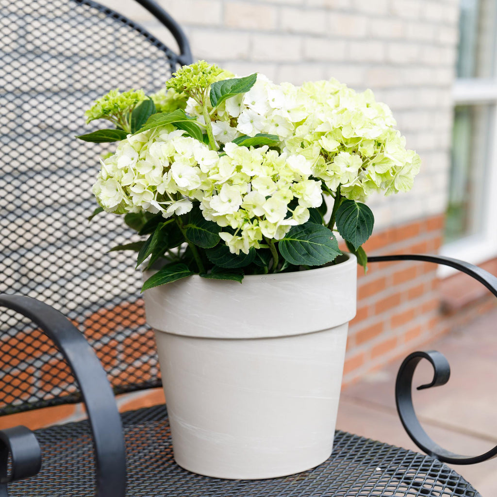 Hydrangea 'Magical Nobless' (Hortensie) – weiß – Ø 23 cm, 55 cm hoch – Bild 5