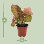 Syngonium Neon – Ø12 cm, 25 cm hoog