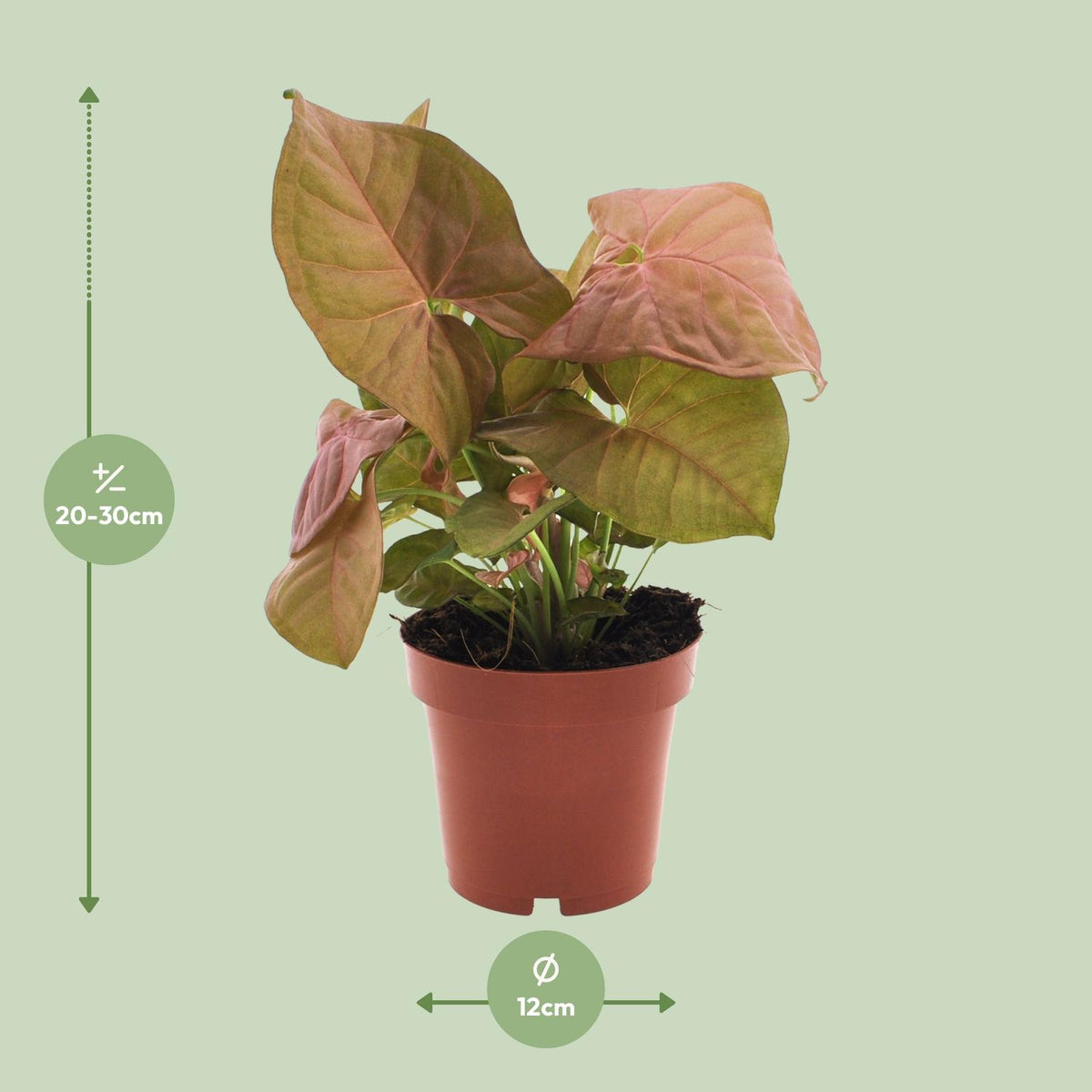 Syngonium Neon – Ø12 cm, 25 cm hoog