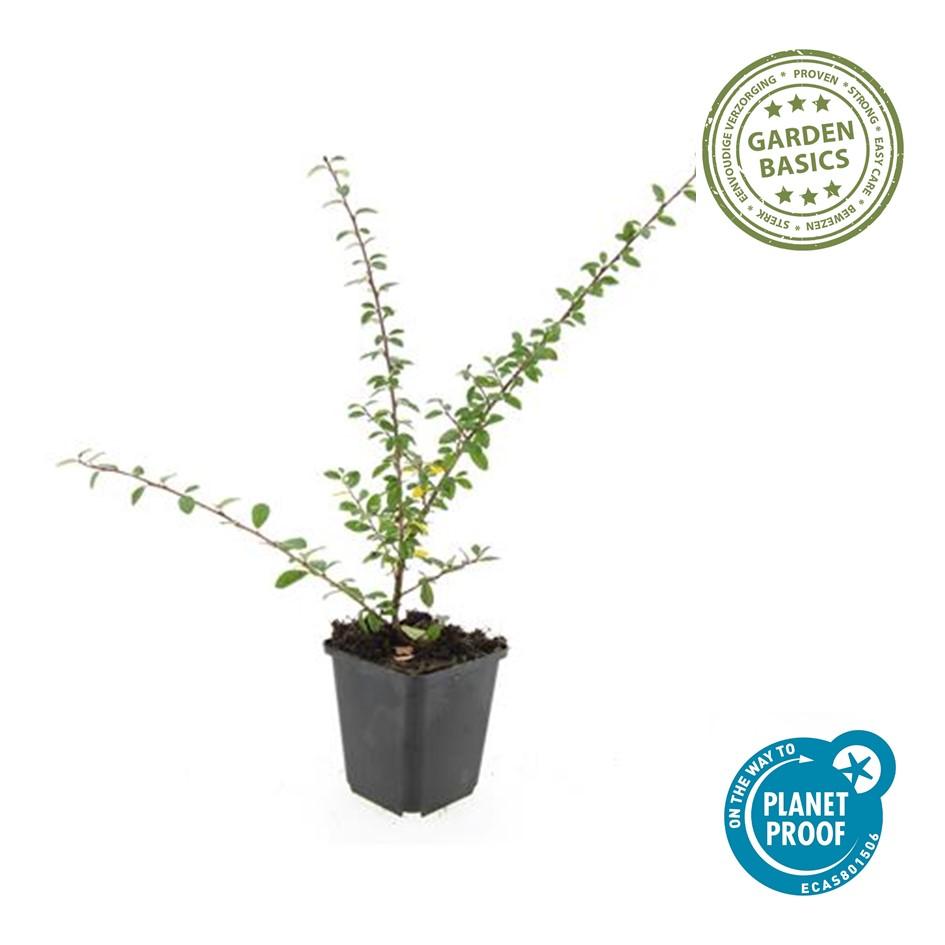 Cotoneaster suec. 'Coral Beauty' (cotoneaster) – 12 plants, Ø9 cm, 10–25 cm high – photo 3