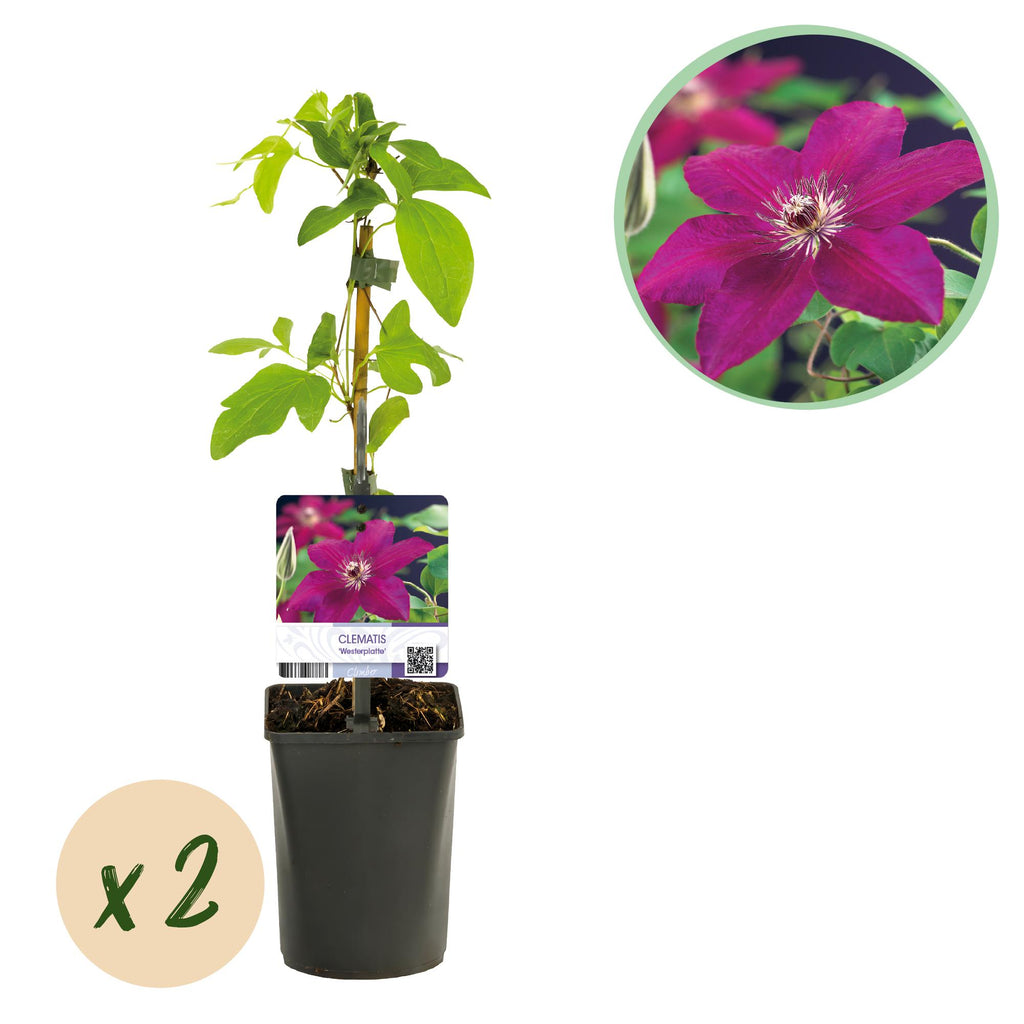Clematis 'Westerplatte' (bosrank) – rood – 2 planten, Ø11 cm, 40 cm hoog