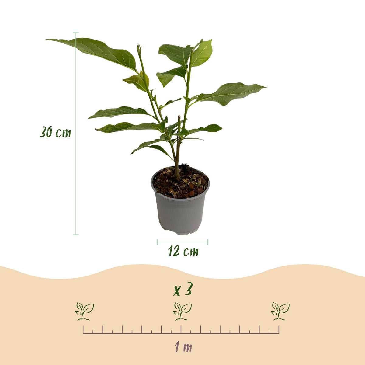 Magnolie 'Betty' – weiß – 3 Pflanzen, Ø 12 cm, 30 cm hoch – Bild 3