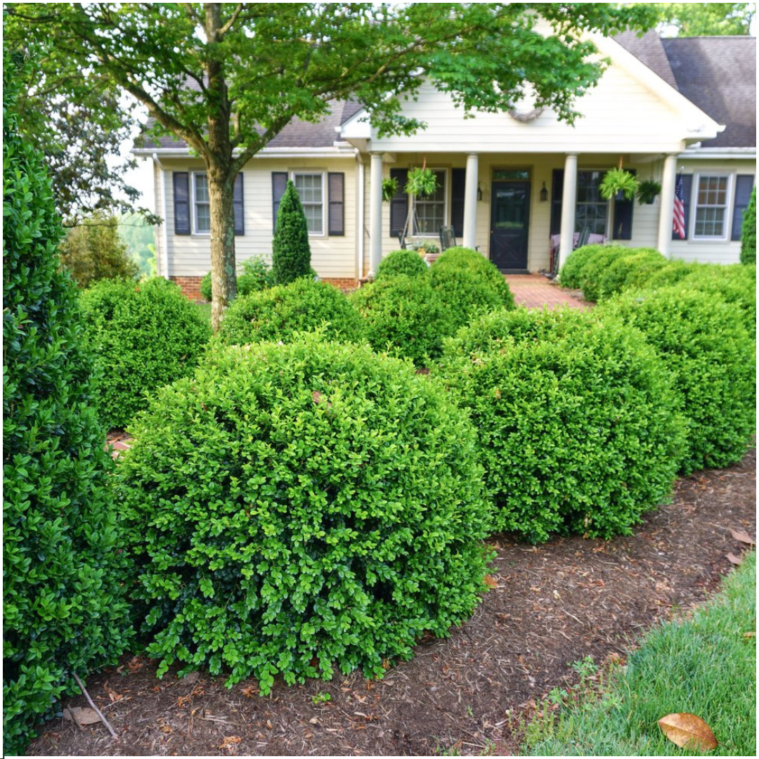 Buxus 'NewGen Freedom 6er-Pack' – 6 Pflanzen, Ø 7 cm, 15 cm hoch