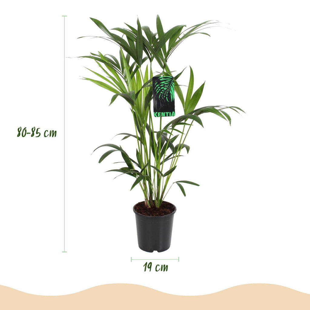 Howea forsteriana (kentia-palme) med kurv – Ø19 cm, 80–85 cm høj