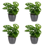 4× Monstera adansonii (mini-monstera) en pot décoratif gris – Ø12 cm, 25 cm de haut