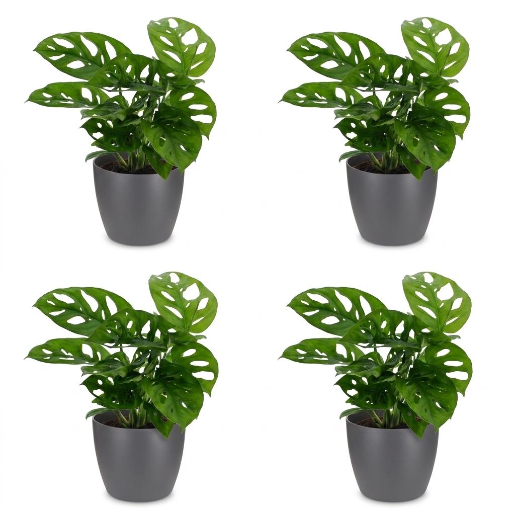 4× Monstera adansonii (Mini-Monstera) im grauen Pflanzgefäß von Potter – Ø 12 cm, 25 cm hoch