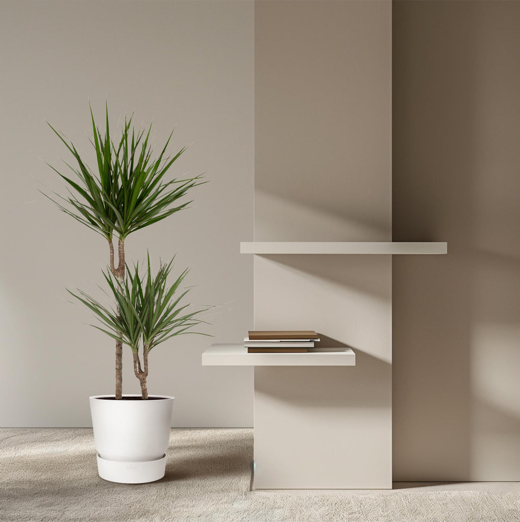 Dracaena marginata (arbre dragonnier) – Ø19 cm, 100 cm de haut