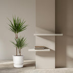 Dracaena marginata (arbre dragonnier) – Ø19 cm, 100 cm de haut