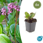 Bergenia cordifolia 'Herbstblüte' (cockscomb) – 6 plants, Ø9 cm, 10–25 cm high
