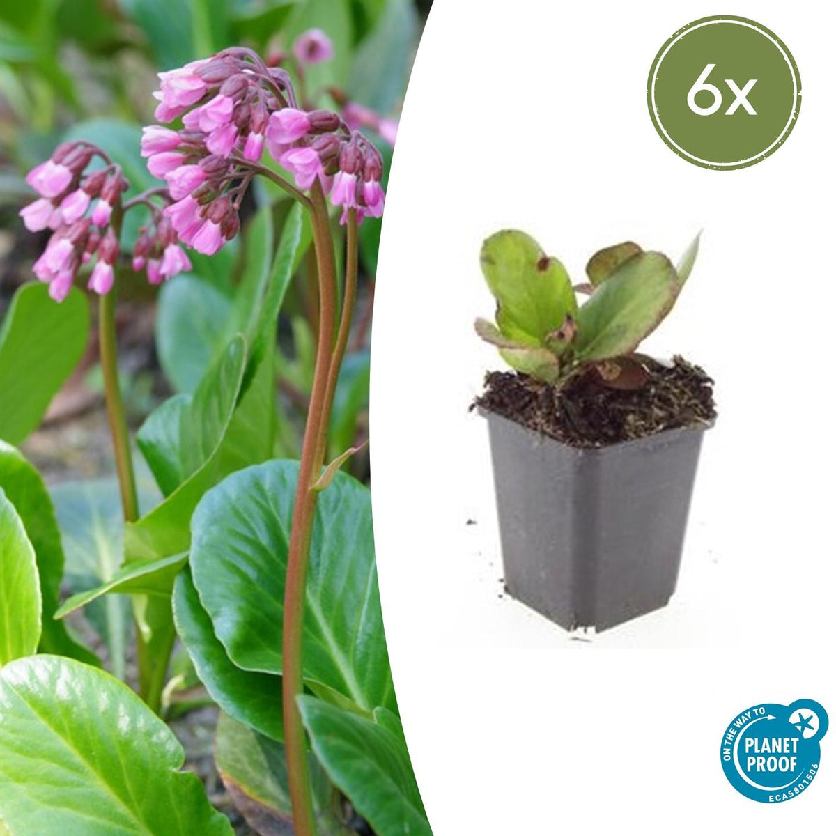 Bergenia cordifolia 'Herbstblüte' (schoenlappersplant) – 6 planten, Ø9 cm, 10–25 cm hoog