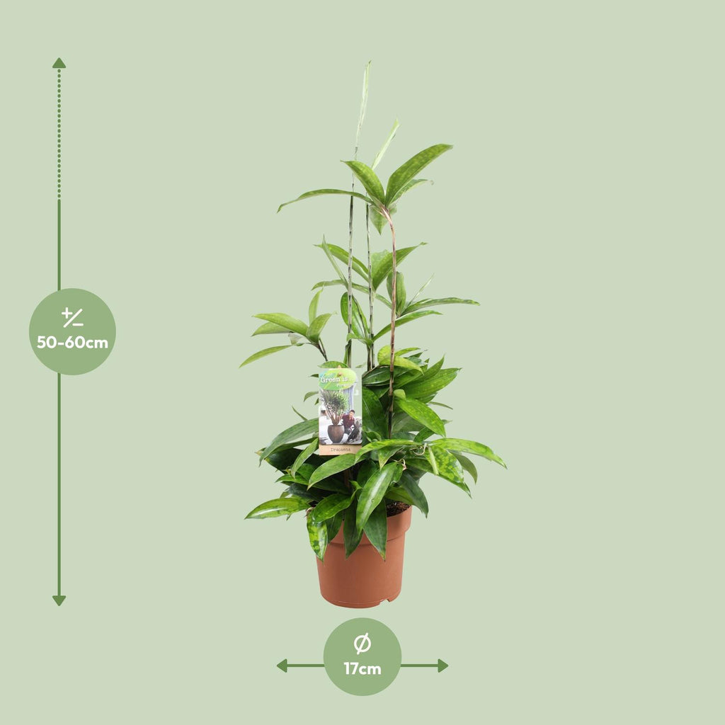 Dracaena Surculosa (drakenboom) – Ø17 cm, 55 cm hoog