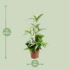 Dracaena Surculosa (drakenboom) – Ø17 cm, 55 cm hoog