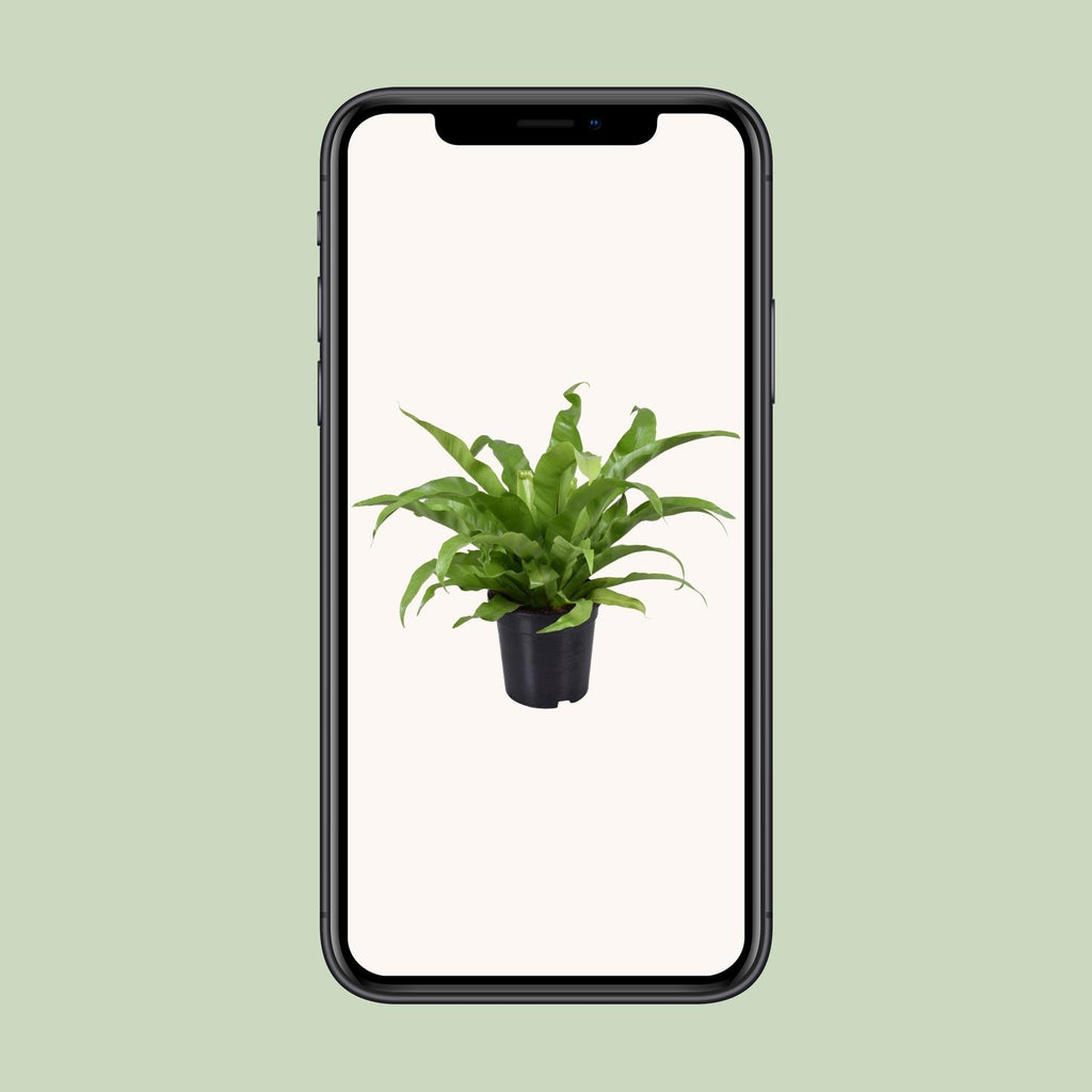 Asplenium Antiquum (fougère nid d’oiseau) – Ø17 cm, 45 cm de haut
