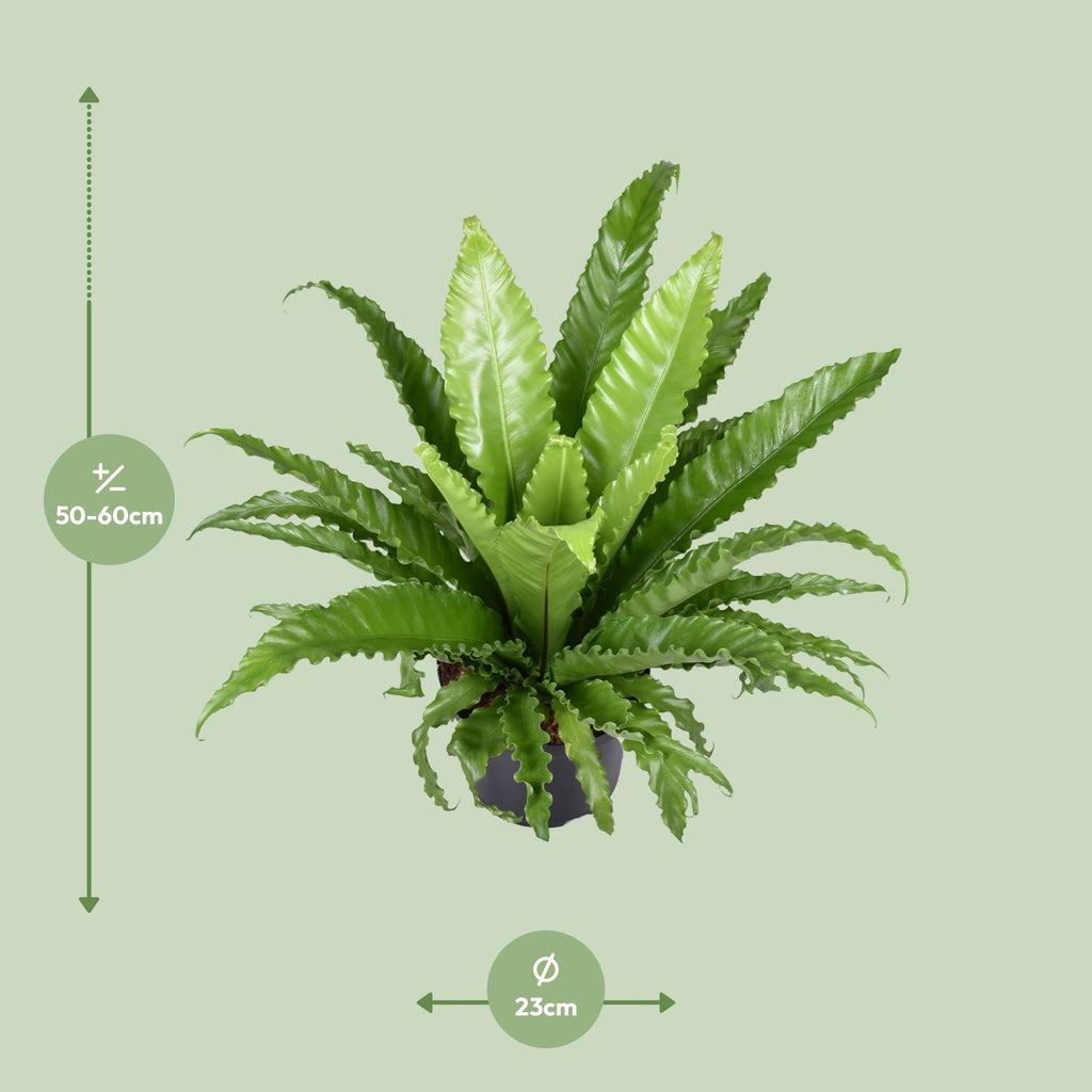 Asplenium Antiquum Osaka (vogelnestvaren) – Ø23 cm, 60 cm hoog