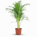 Dypsis lutescens Areca (palmier doré) – Ø21 cm, 90–100 cm de haut