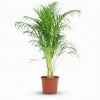 Dypsis lutescens Areca (palmier doré) – Ø21 cm, 90–100 cm de haut