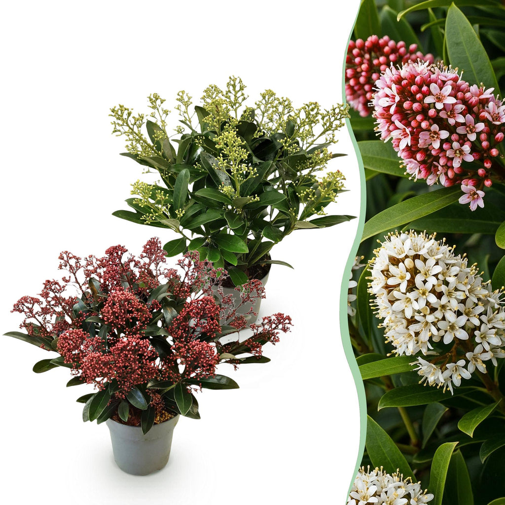 Skimmia japonica 'Duo' – blanc-rouge – 2 plantes, Ø15 cm, 30 cm de haut