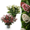 Skimmia japonica 'Duo' – blanc-rouge – 2 plantes, Ø15 cm, 30 cm de haut