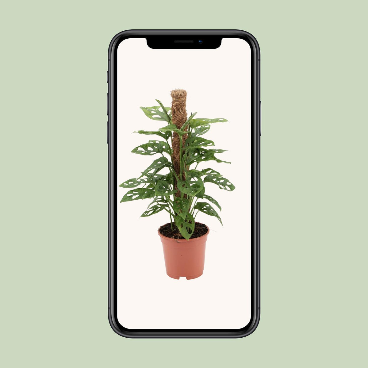 Monstera monkey (Fensterblatt) – Ø17 cm, 60 cm hoch