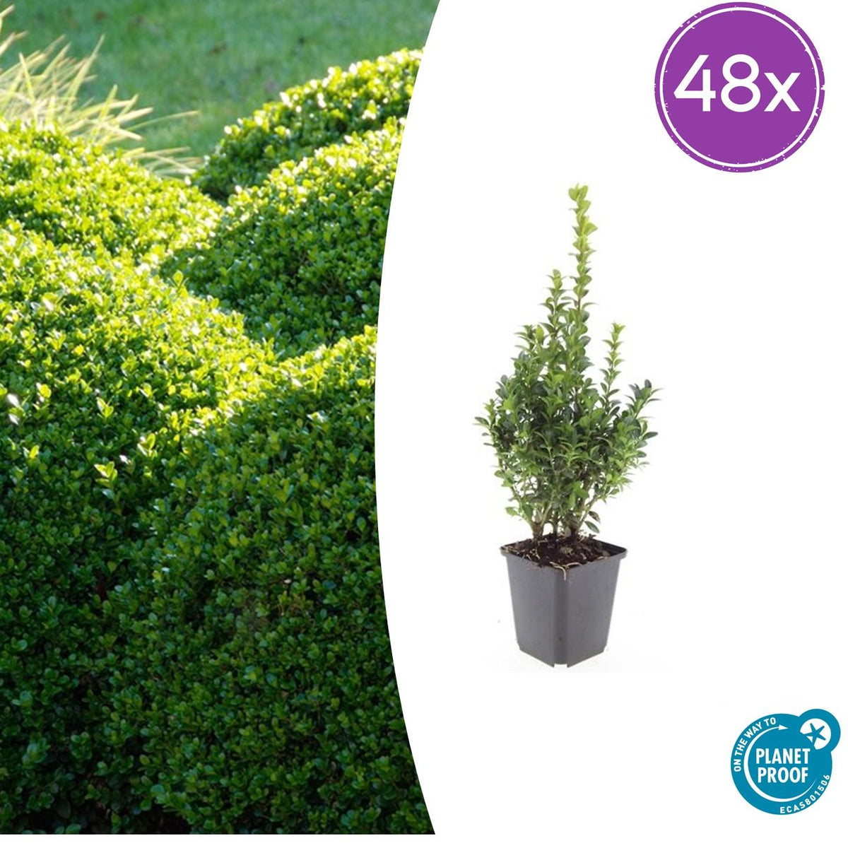 Buxus sempervirens – 48 Pflanzen, Ø 9 cm, 10–25 cm hoch