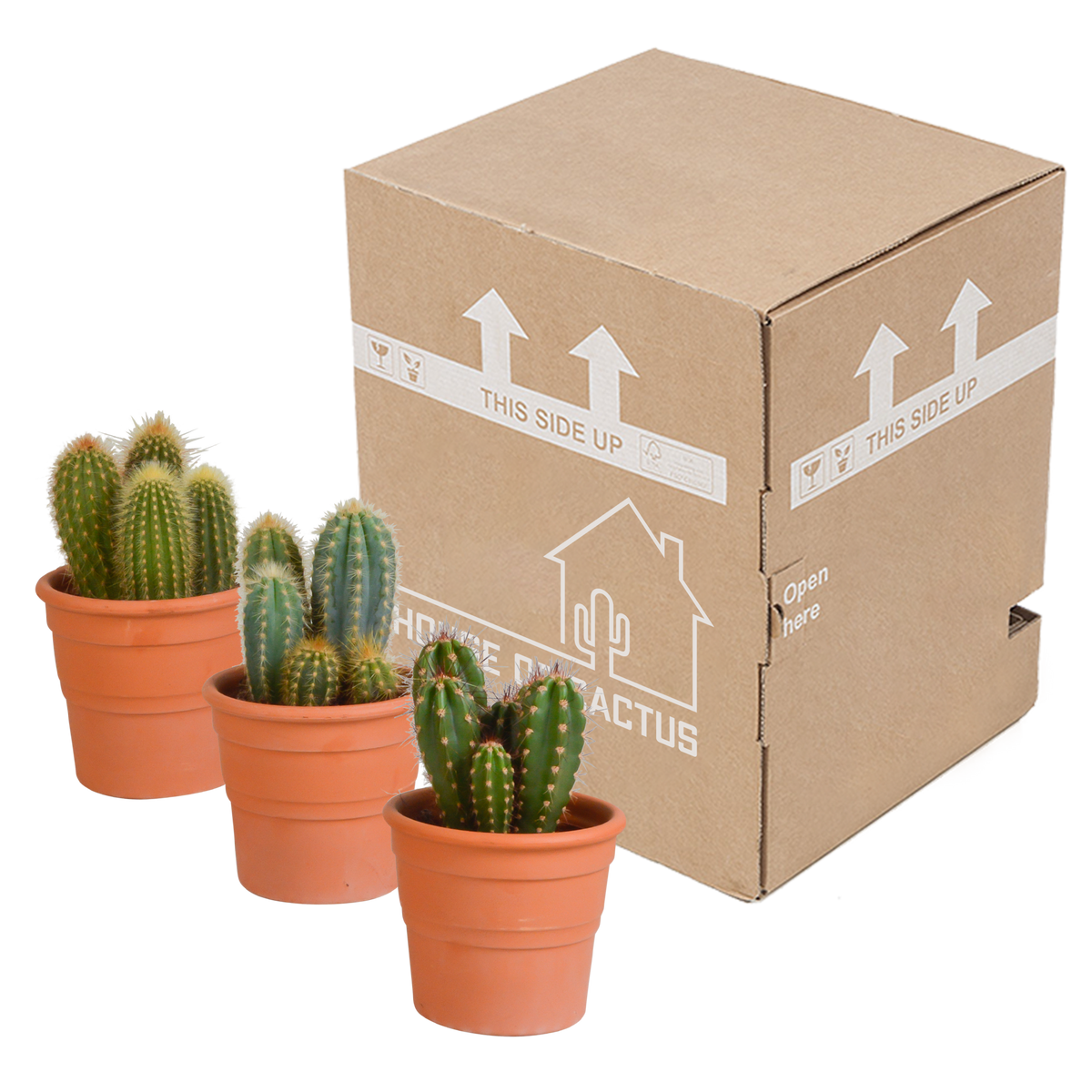 Mélange de Céreus (Cactaceae) en pot en terre cuite – Ø11 cm, 23 cm de haut