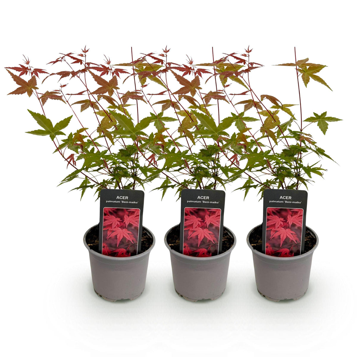 Acer palmatum 'Beni-maiko' (Japanse esdoorn) – rood – 3 planten, Ø12 cm, 35 cm hoog – foto 2