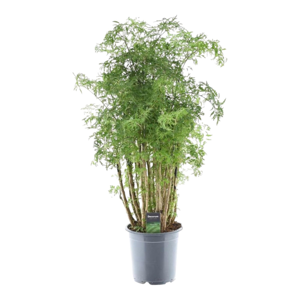 Polyscias Hawaiiana Ming (aralia) – Ø24 cm, 90 cm de haut