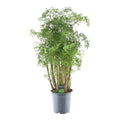 Polyscias Hawaiiana Ming (aralia) – Ø24 cm, 90 cm de haut
