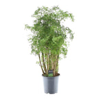 Polyscias Hawaiiana Ming (aralia) – Ø24 cm, 90 cm de haut