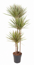 Dracaena biocolor (dragebreg) – Ø27 cm, 160 cm høj