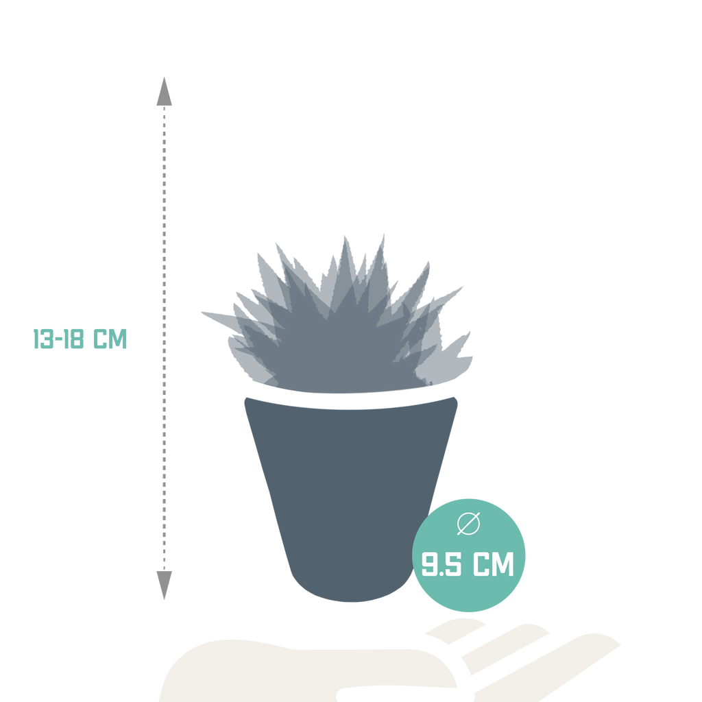 Mélange de Gasteria/Haworthia dans un pot blanc – Ø 10 cm, 18 cm de haut – photo 8