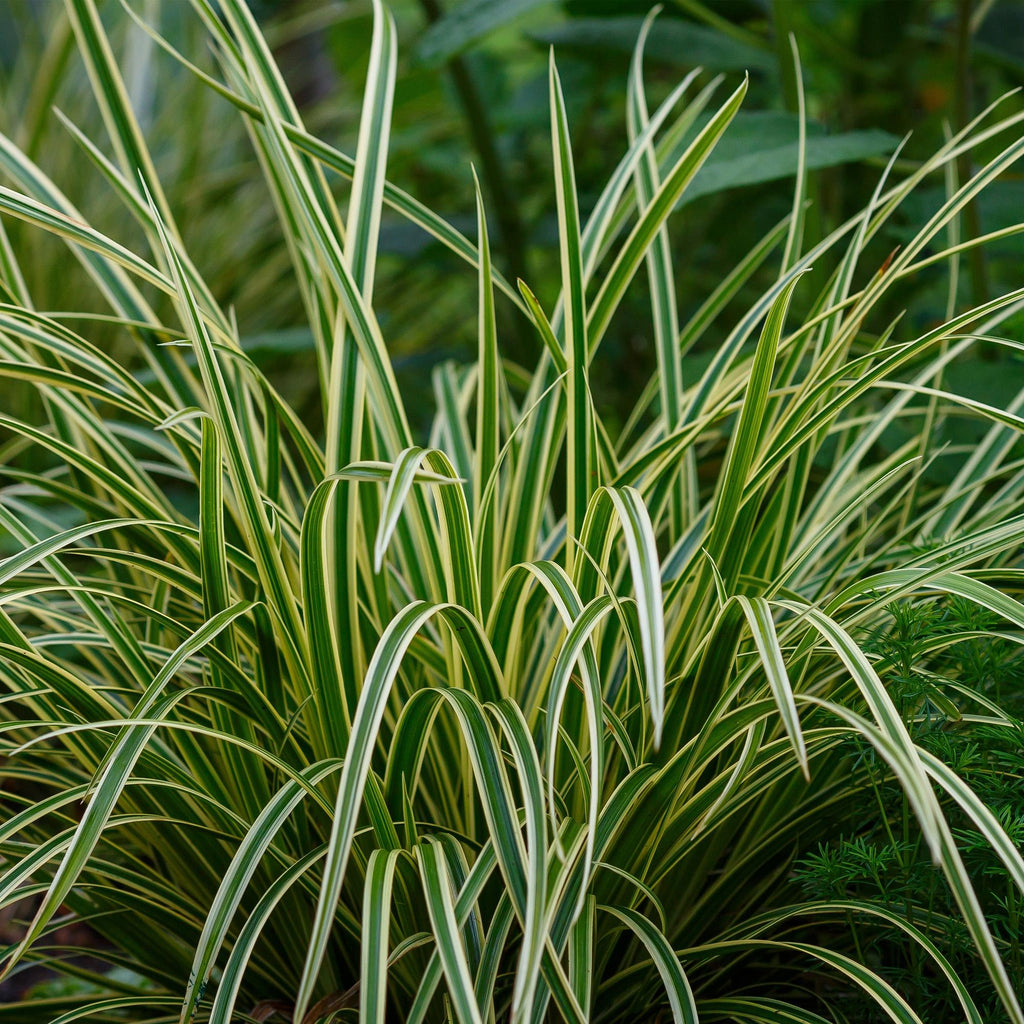 Carex morrowii 'Ice Dance' (sedge) – Ø17 cm, 50 cm high – photo 5