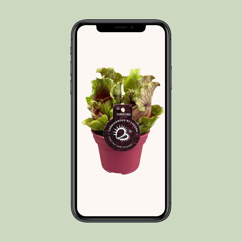 Sarracenia (trompetbægerplante) – Ø12 cm, 20 cm høj – art. 13938
