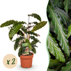 2× Calathea Rufibarba – Ø17 cm, 55–60 cm hoch